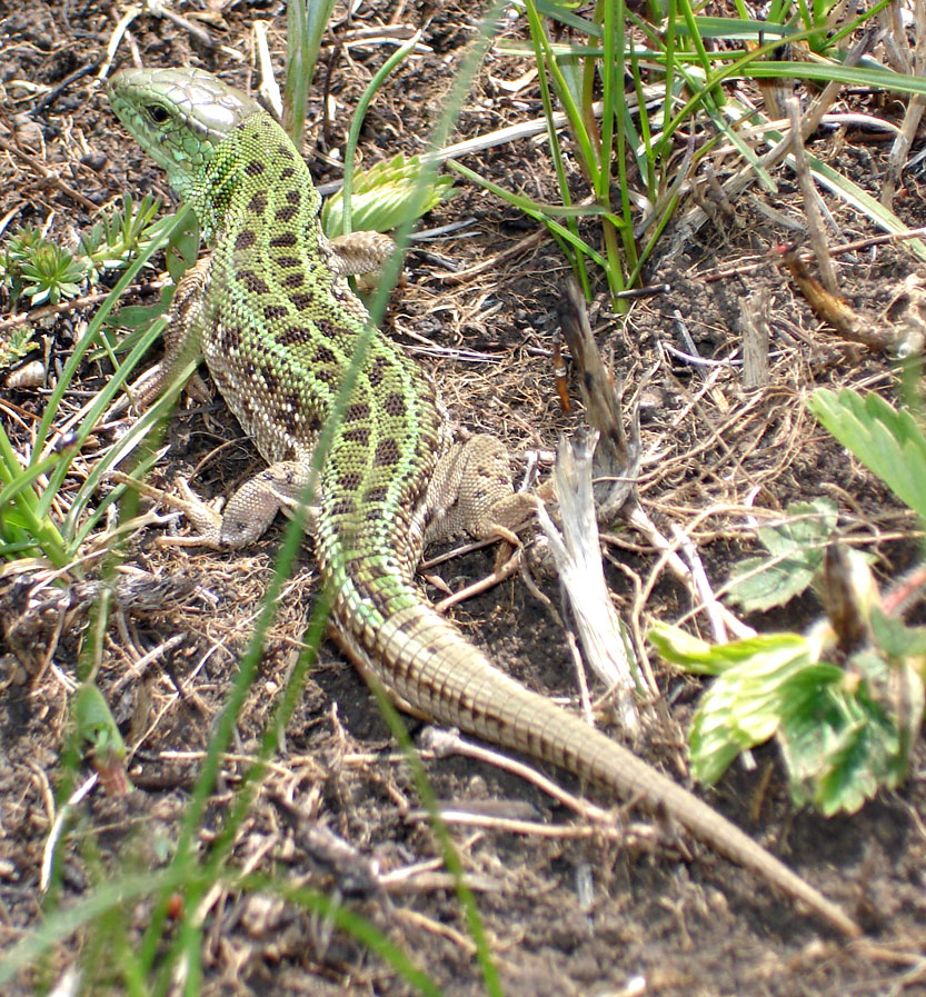 http://crimea.narod.ru/photo/lizard2.jpg